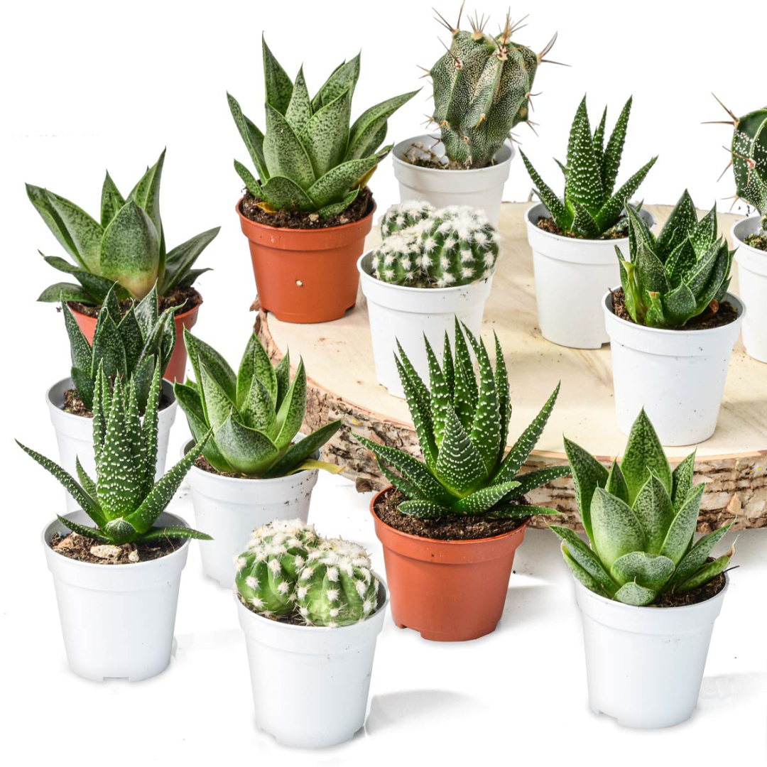 Augshy 40 Vasi In Plastica Nera 10,2 Cm | Per Piantine Grasse E Talee | Foro Drenaggio Migliorato | Pratici E Flessibili