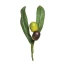 Ulivo pick per decorare bomboniere tema olio