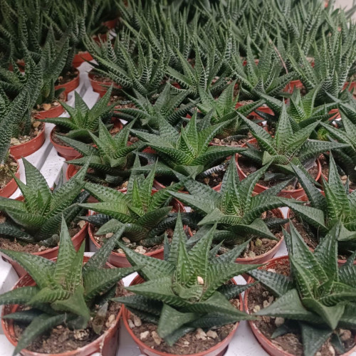 Piantine grasse cactus  piccole per bomboniere
