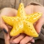 Bomboniere Linea Star 2025 Luce LED Stella marina in porcellana brillante