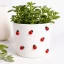 applicazione coccinelle adesive 100 pezzi