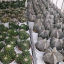Piantine grasse cactus  piccole per bomboniere