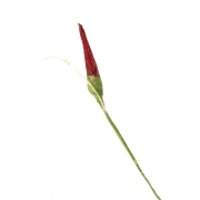 peperoncino finto per bomboniere