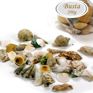 conchiglie da decorazione per allestimenti