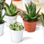 Piantine grasse cactus  piccole per bomboniere