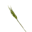 Spiga di grano finta , colore verde, ideale per confezionare bomboniere, misura 12 cm