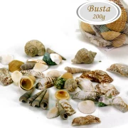 conchiglie da decorazione per allestimenti