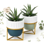 ⚡ OFFERTISSIMA Bomboniera Portapiantina Linea Eterno con Stand Dorato