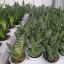Piantine grasse cactus  piccole per bomboniere