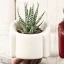 Vaso Poltroncina Chic in Ceramica porta piantina grassa Personalizzabile