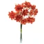 ARANCIO